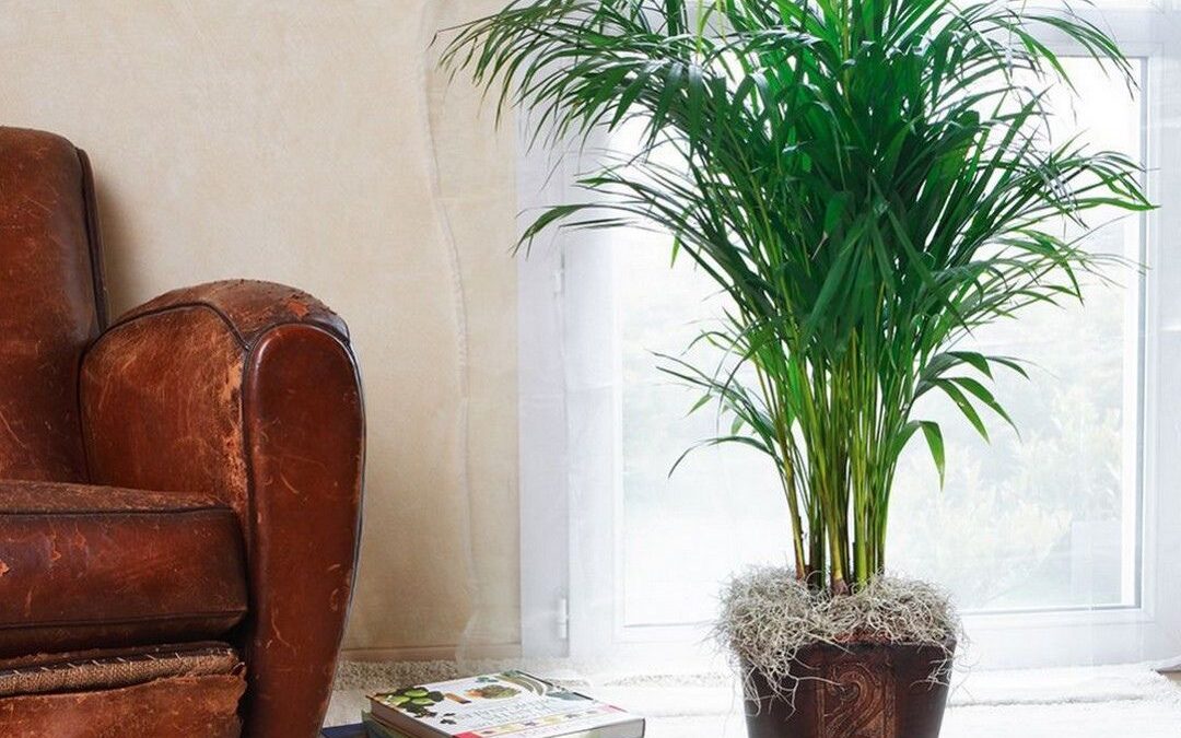 12 plantes pour assainir l'air de votre intérieur