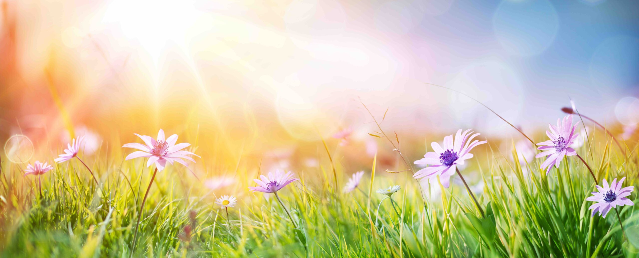 FLEURS PRINTEMPS